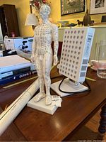 Overview showing anatomical model, LED device, and chart tube on tabletop
