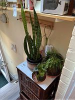 Four live potted plants including a tall snake plant and three smaller leafy plants on a wicker cabinet under a bookshelf.