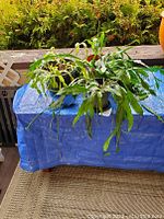 Three large Christmas/Easter cactus plants with trailing, segmented leaves in separate pots placed on a blue covered table outdoors.