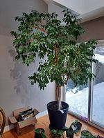 Full-height view of ficus tree in black plastic planter beside window