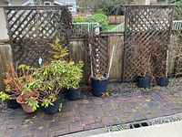 Seven planters arranged outdoors along a brick patio with lattice fencing in background. Plants vary in size and type, some leafy and some bare or dried.