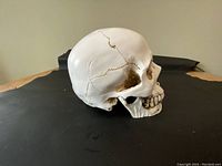 Side view of the life-sized plastic human skull with visible cranial sutures and teeth, shown with jaw attached.