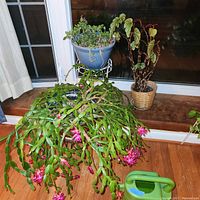 Photo showing three potted plants on a wooden floor by a window: a flowering Christmas cactus, a trailing plant in a blue pot, and a tall-stemmed leafy plant in a basket pot.