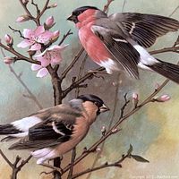 Close-up of print featuring The Bullfinch with two birds on a blossoming branch with pink flowers