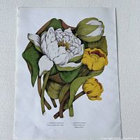 Close-up of a botanical print with white and yellow water lilies labeled Nymphaea Odorata and Nuphar Advena.