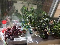 Image showing multiple live jade plants on windowsill with some faux foliage and glass vases along with hummingbird feeder.