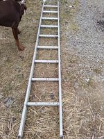 Photo showing a 10 ft aluminum ladder placed on the ground, with metal steps and a dog partially visible beside it.