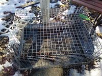 Top view of rectangular metal cage with hinged door, placed outdoors showing snow and dead leaves around.