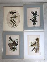 Four framed and matted vintage bird prints arranged in two rows, showing overall condition and mat colors.