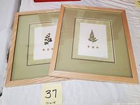 Two framed botanical lithographs featuring fern leaves with starfish below, matted in green and framed in light wood frames.