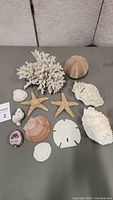 Top-down photo showing entire lot with coral, starfish, sand dollar, sea urchin shell, and various sea shells spread on a grey surface.
