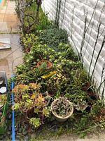 Wide view of assorted succulent plants in garden soil beds and pots along a paved patio area.