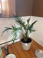 Tropical fern plant approximately 44 inches tall in a beige plastic pot with multiple green fronds and natural soil.