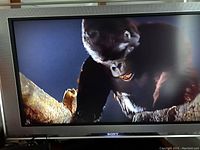 Front view of the 42-inch Sony Bravia TV turned on showing a close-up of a gorilla on screen