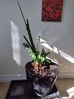 Bird of Paradise plant in black pot with multiple stalks and green leaves, approx 3 feet tall, placed indoors by a wall with sunlight.