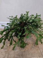 Photo shows a Christmas Cactus plant with lush green segmented leaves, placed on tiled floor against a white wall.