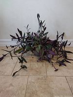 Purple Heart (Tradescantia pallida) trailing hanging plant with purplish-green elongated leaves in a black plastic hanging pot with hook.