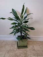 Photo showing a green corn plant with long leaves in a light green 8-inch square ceramic pot with saucer, placed on tiled floor against a plain white wall.