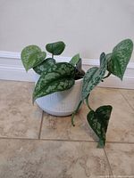 Satin Pothos plant in a white ceramic 6 inch pot sitting on tiled floor. The plant has healthy green leaves with silver variegation.