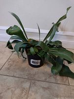 Photo of the staghorn fern plant showing its characteristic elongated, antler-shaped green leaves in a 4-inch black plastic pot.