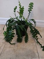 Fishbone Cactus plant with distinctive zigzag leaves, potted in an 8 inch black plastic pot, displayed on tile floor against white baseboard and wall.