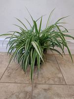 Spider plant with variegated leaves in 6 inch pot, shown on tile floor against a white wall.