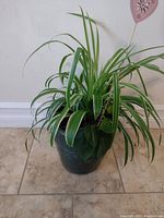 Spider plant with variegated long leaves in a dark green pot on a tiled floor against a wall.