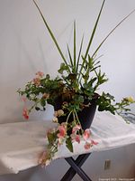 Front view of the planter containing spike plant, croton, and begonia with green leaves and pink flowers in black pot on white cloth-covered surface.