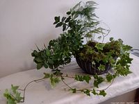 Indoor planter on a table against a plain wall, showcasing the dark planter with trailing ivy, kalanchoe, fronds of ferns, and moss covering the soil.