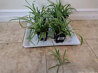 Four small to medium spider plants in black square pots and one runner cutting on a white tray on tile floor.
