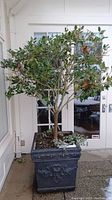 Front view of planter with live tree