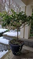 Full front view of black planter with tree and ivy, snow in background