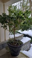 Front view of entire planter and tree on porch with snow background