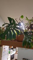 Monstera plant with large split leaves in a kitchen environment, clearly visible leaves and pot.