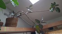 Long view showing rubber plant with extended branches and woven basket.
