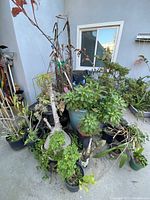 Wide view showing a variety of plants in pots including leafy shrubs and succulents.