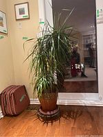 Full view of tall live plant in ceramic pot on metal stand against a wall and window.