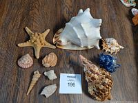Full view of all 10 shells arranged on wooden surface with MaxSold lot tag visible.
