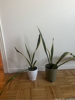 Two snake plants on a wood floor against a white wall; one in a white ceramic pot, the other in a green plastic pot.