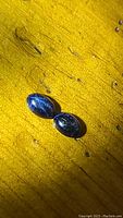 Two natural blue star sapphire oval cabochons placed on a yellow surface, showing six-ray star asterism under lighting.