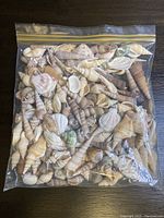 Large resealable freezer bag filled with many assorted seashells of various sizes and colors.