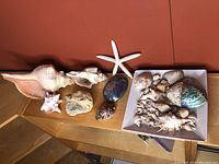 Various shells arranged on a wooden shelf, including a large conch shell, a white starfish, a blue iridescent shell, and several smaller shells and rocks.
