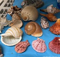 Various unique and unusual shells including spirals, scallops, and fiery orange spiky shells laid out on a blue surface.