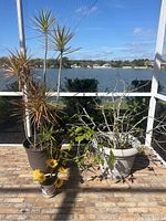 Photo showing three potted plants on an outdoor patio by a waterfront. Two tall dracaena plants in large pots and one smaller flowering plant in a decorative pot.