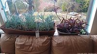 Large rectangular planter with blue-green succulents and round planter with purple succulents placed on back of couch near window with outdoor view.