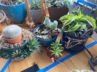 View of five potted plants with various succulents and cacti, placed on wooden floor, showing the overall lot.