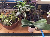 Wide view showing a collection of succulent plants in various planters on a wooden floor.
