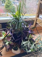Photo showing group of various succulent and other plants in ceramic planters on wooden surface in front of window