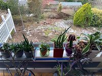 Wide view of various succulent plants and planters on a window ledge with outdoor background
