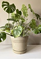 View of the Monstera plant with large green leaves in beige pot from the front angle